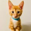 DFW Cat Rescue Coalition