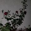 yandaa_011
