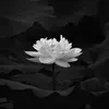 vietcuonghoo