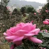 huonghoa1092011