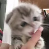 fastameat