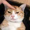 dadangjunior1