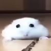 macoriropupi