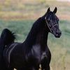 abdalla__omar.20