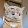tazerthecat