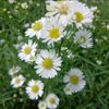 febry_seller_flowers
