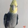 tottythecockatiel