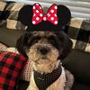 pixiedustandpuppyeyes