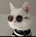 mishi_mishi_01