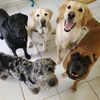 citysniffersdogclub