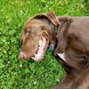 walk_the_dog