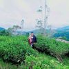 cahayaain25