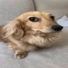 tohoid_