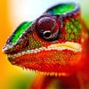 chameleon1010