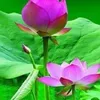 nguyenminhtam0796