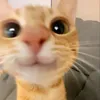bepemajafaja