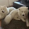 fluffy.samoyeds