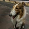 rollo_the_rough
