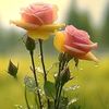 soumya6636