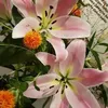 sophiecrum0