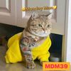 mr.mondayman