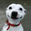 Grande amigo