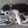 nii.illl