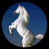 mohrah_m