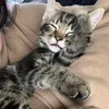 kit_tok82