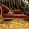 ronymohamed2134