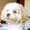 copitothedog2020