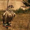 سعيد الهاجري 🇰🇼