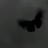 bttrflyphile_