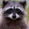 raccoon_sten