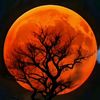 angrekmystic1