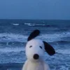 hai_030206
