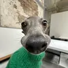 _boboyboi_
