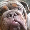 eddiethebulldogpup