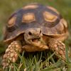 tortoltorts