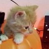 1kittensmuggler1