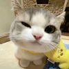 ding_dong2111