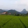 cungkring767