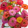 littlezinniars_2526