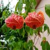 ronysarker828