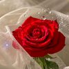 mimo_mimo1689