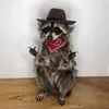 yeeeehawraccoon