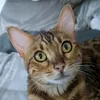 maja_the_bengal