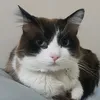 neko_o_advogato