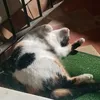 manchitaysuspompones