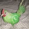pigeoninabag